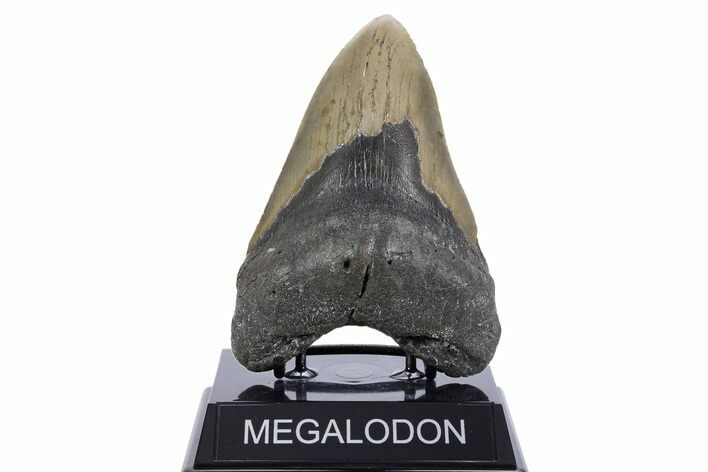 Serrated, Fossil Megalodon Tooth - North Carolina #345664